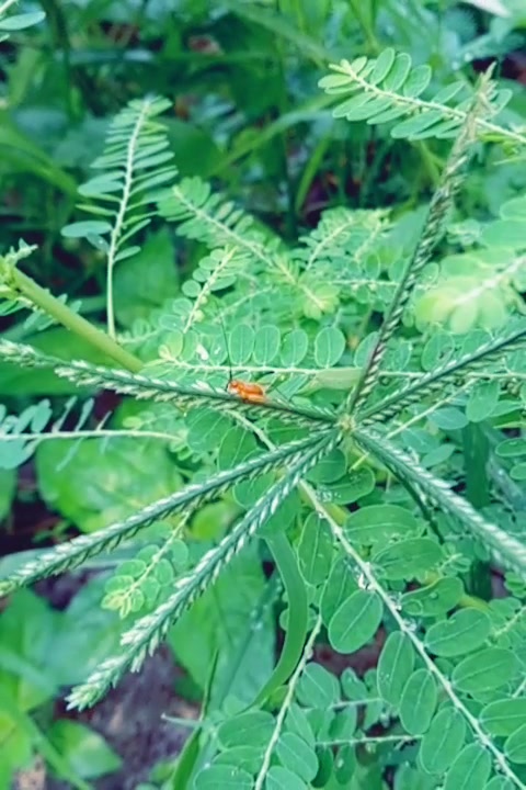 @കൃഷ്ണായനം