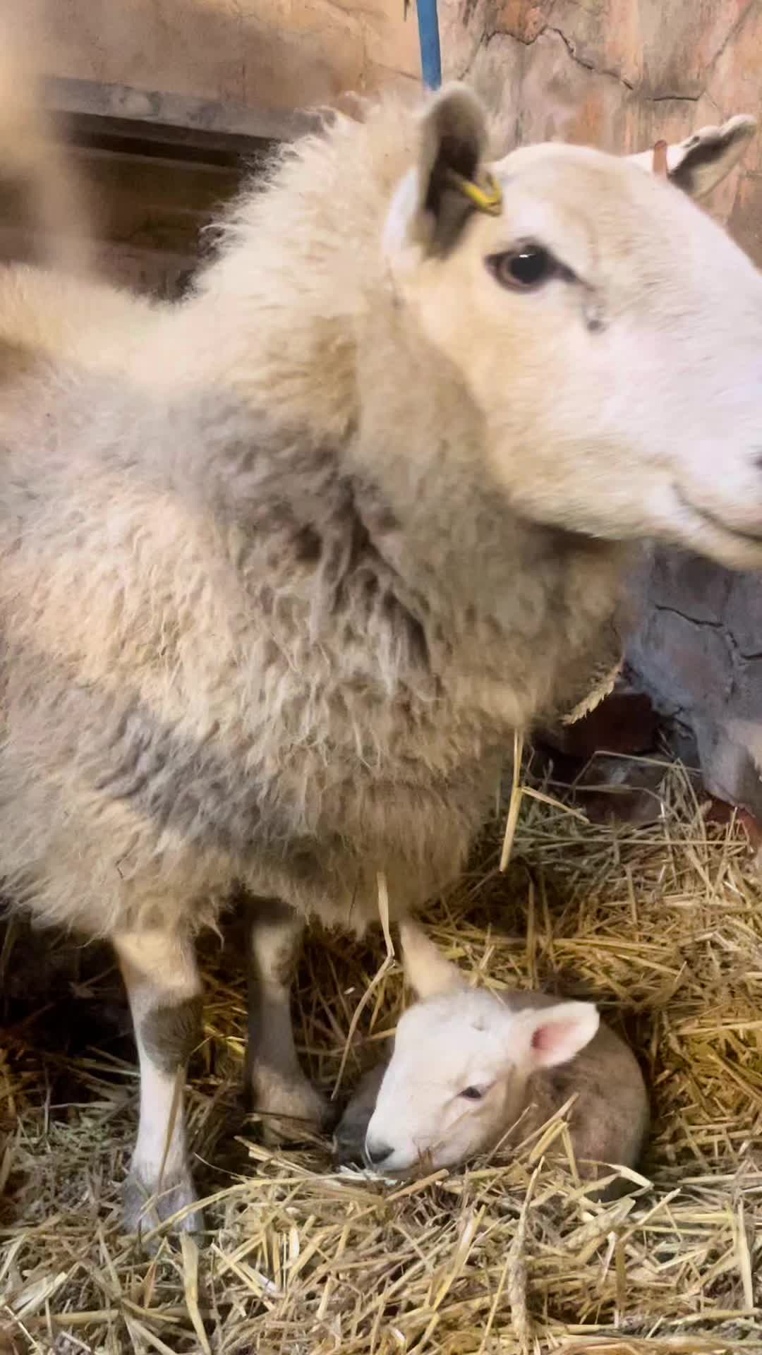 @Nether Haugh Farm