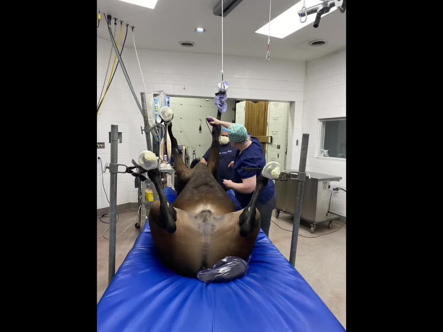 @EquineSurgeryOntario