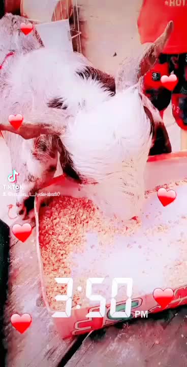 @wajii khan 0