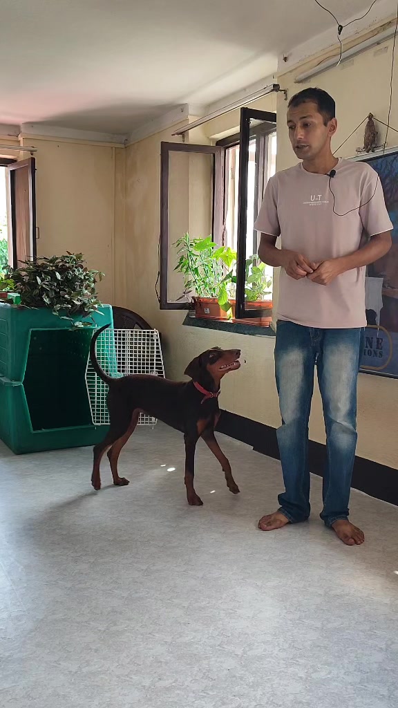 @Canine Companions Np