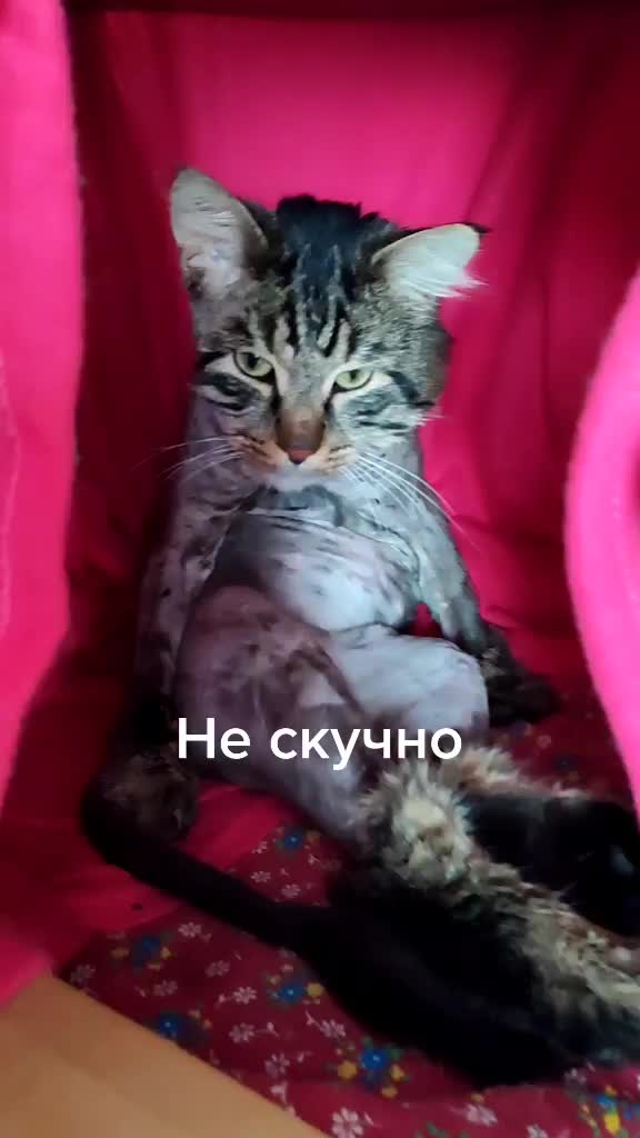 @user210029 фëдор