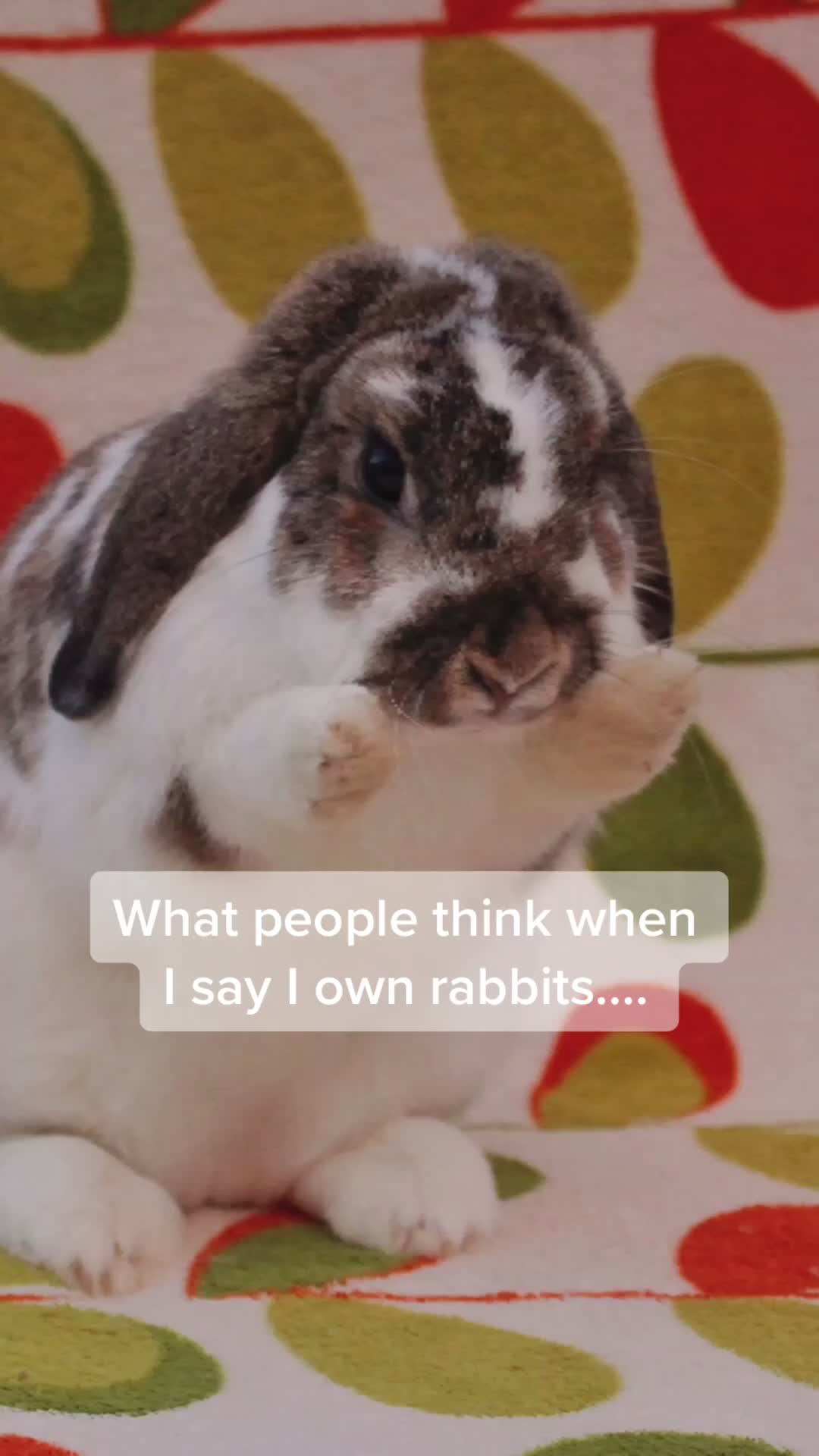 @Bunnies🐰 & Bitches🐕