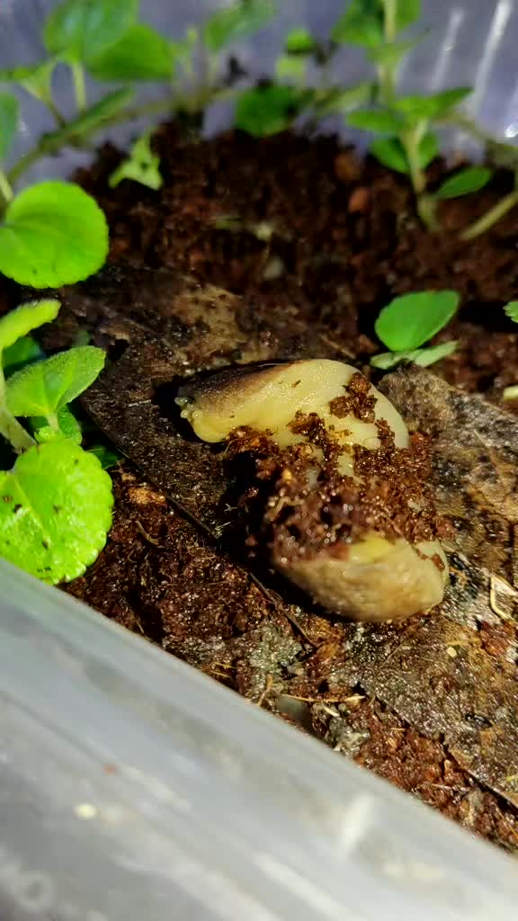 @Inverts.Exotics