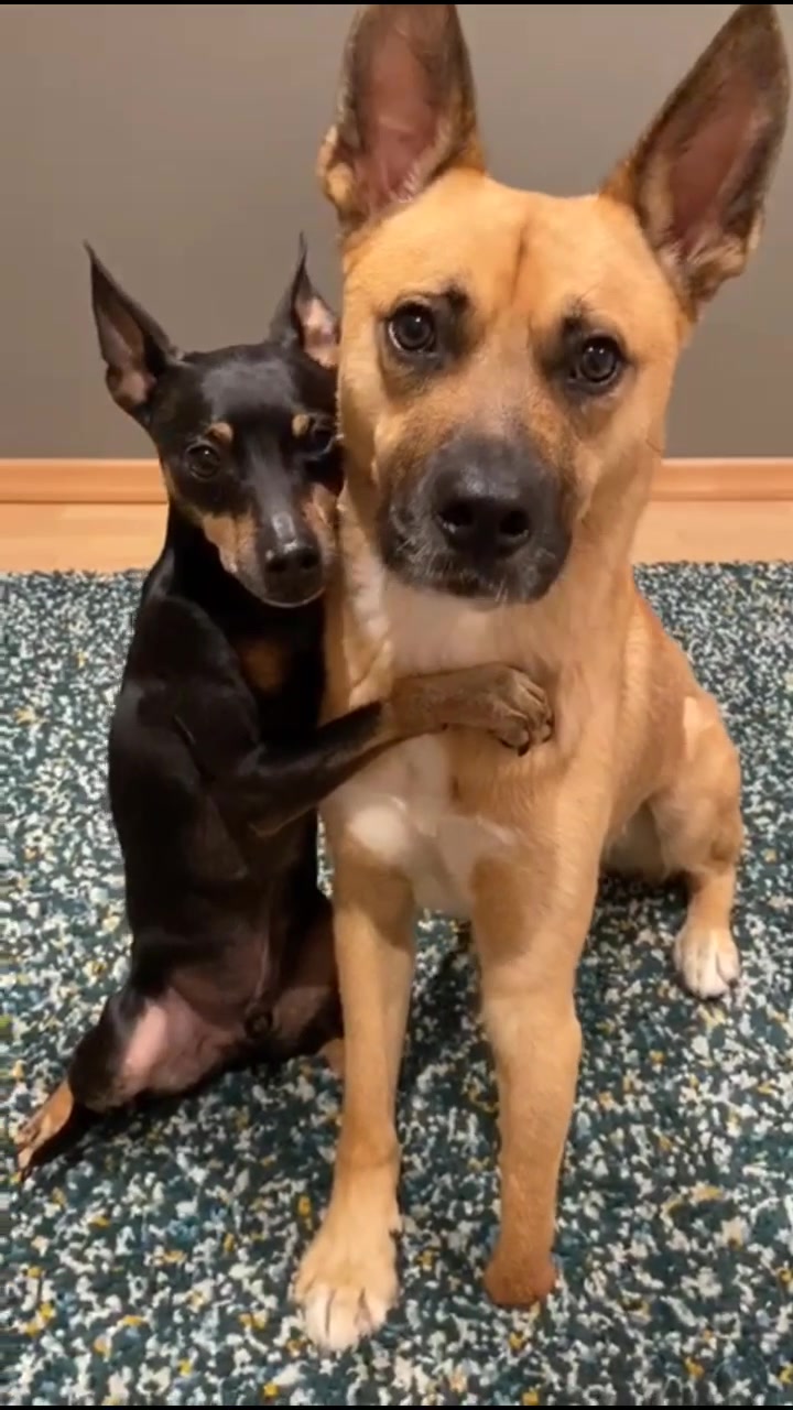 @mother of dogs