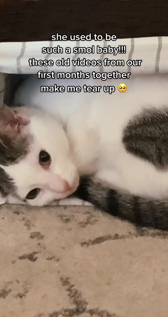 @nova’s the cat