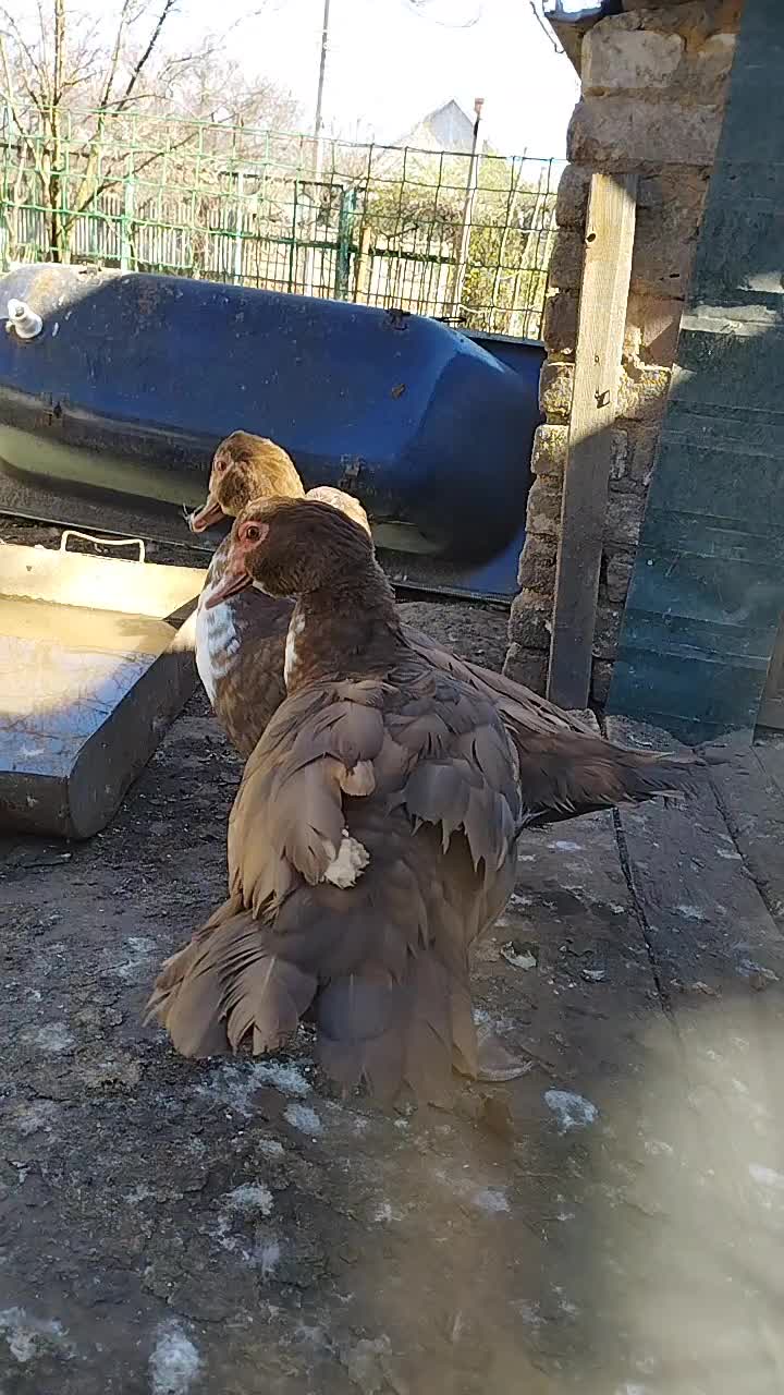 @🦃инда утки🦆