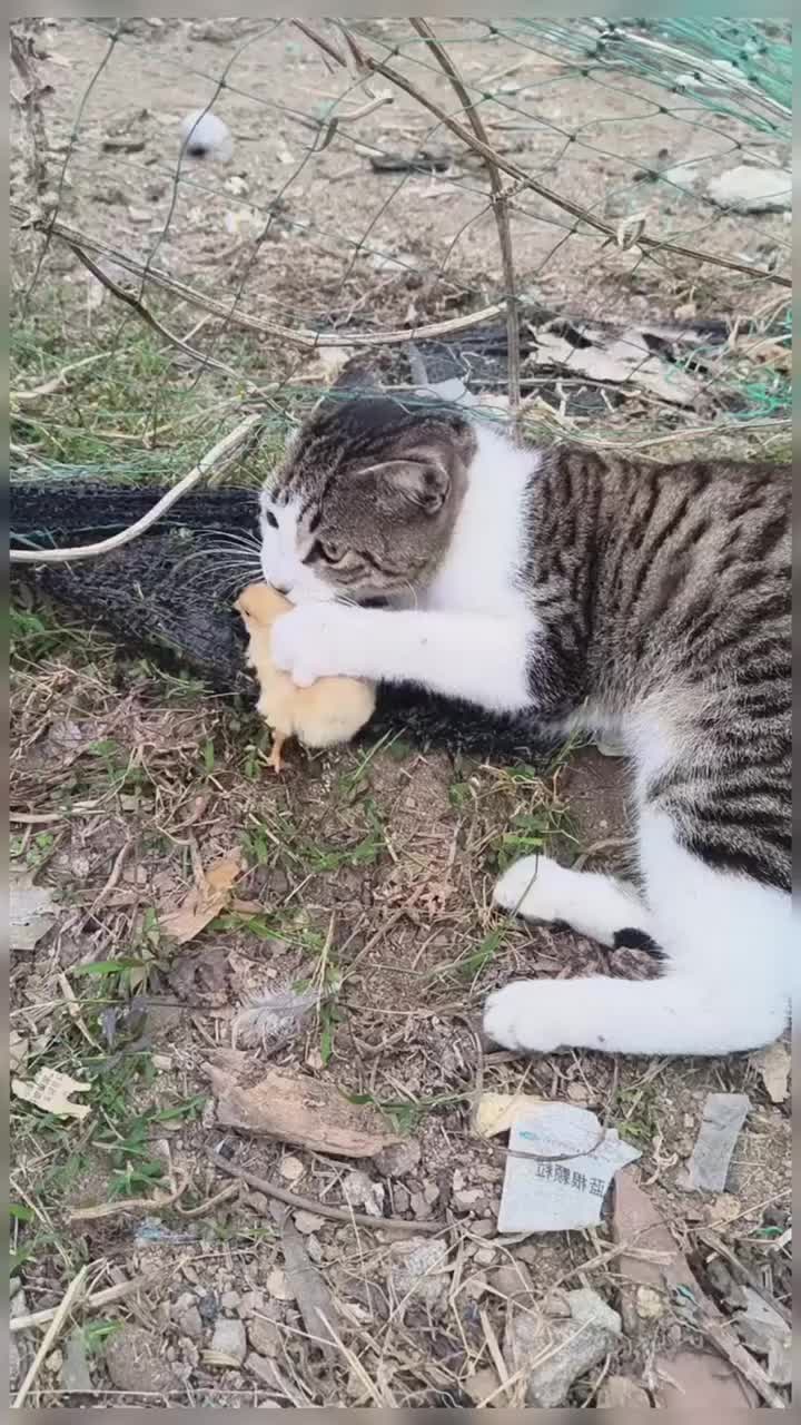 @healing pet