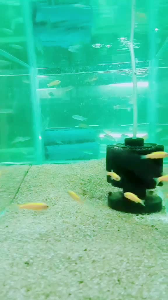 @Rebel Pets 🐠