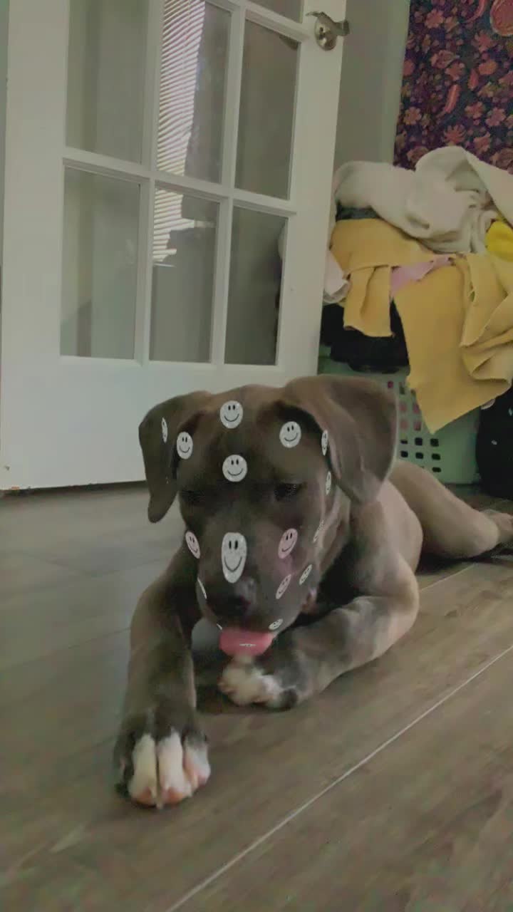 @canecorso_bluandoreo