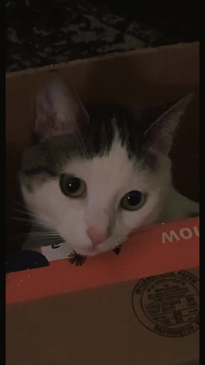 @nova’s the cat