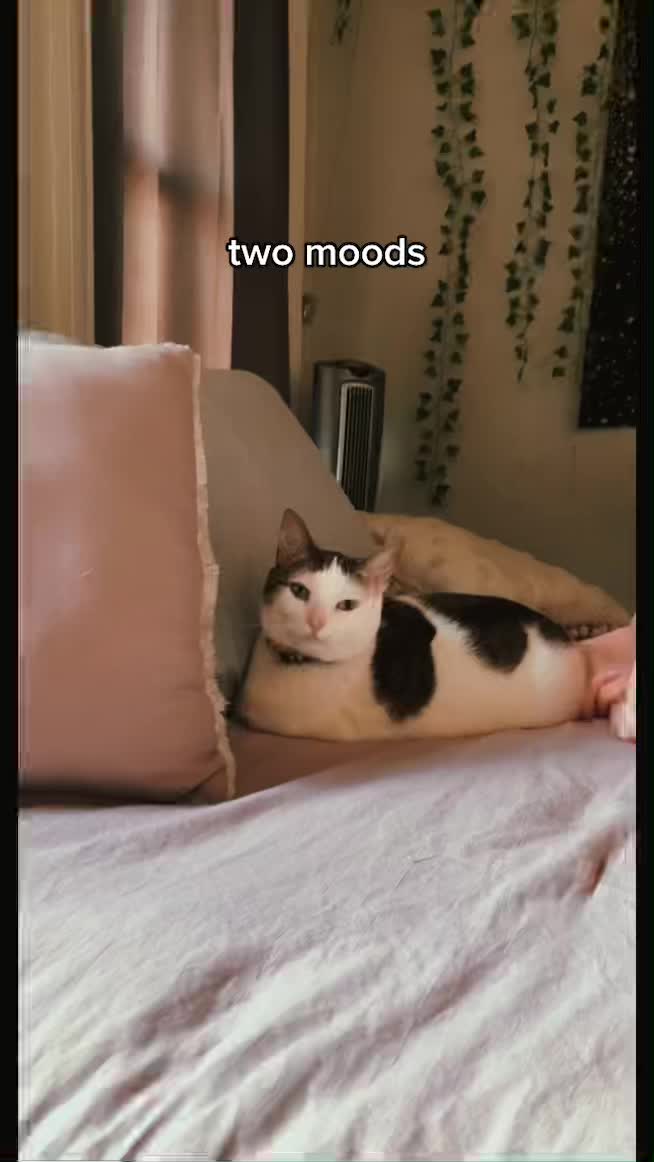 @nova’s the cat