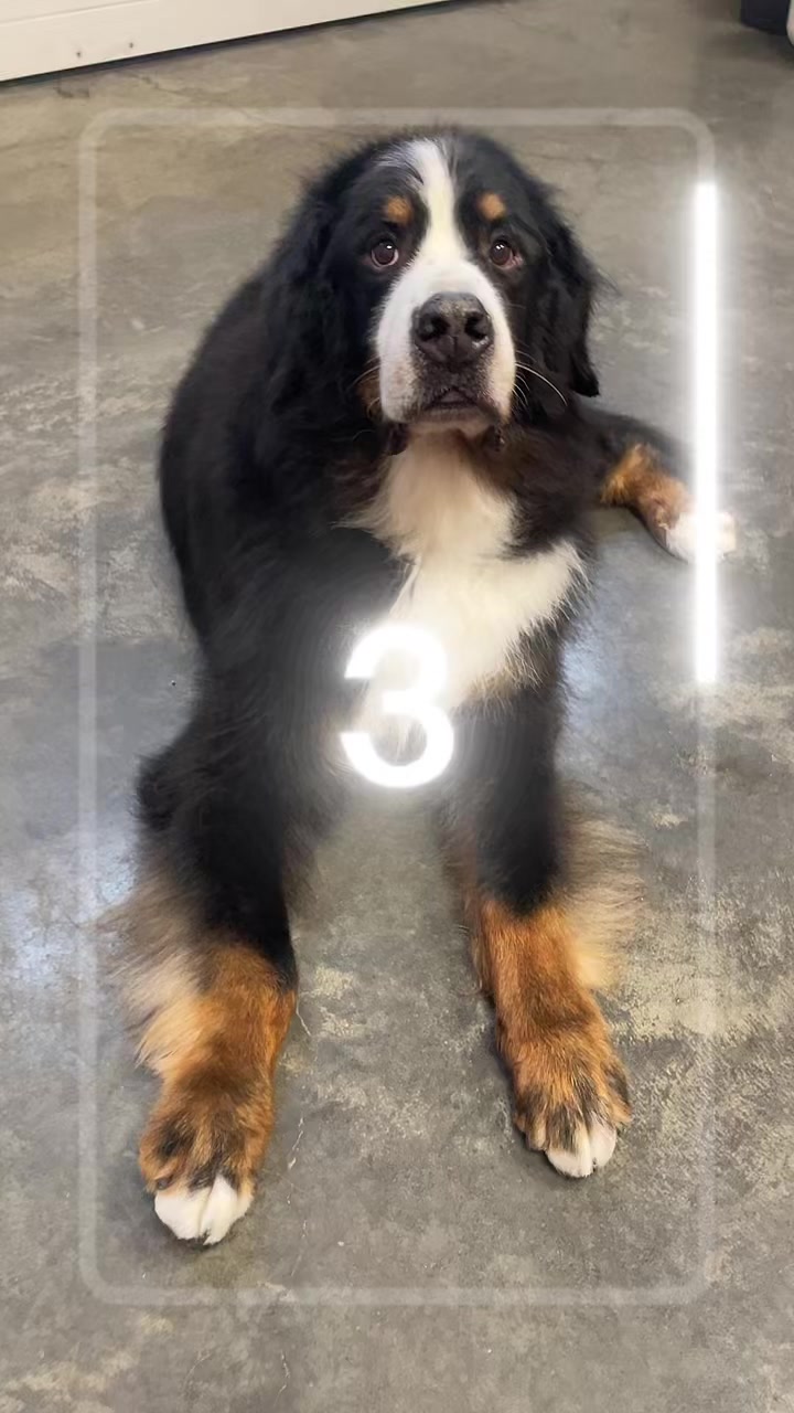 @SennenridgeBernese