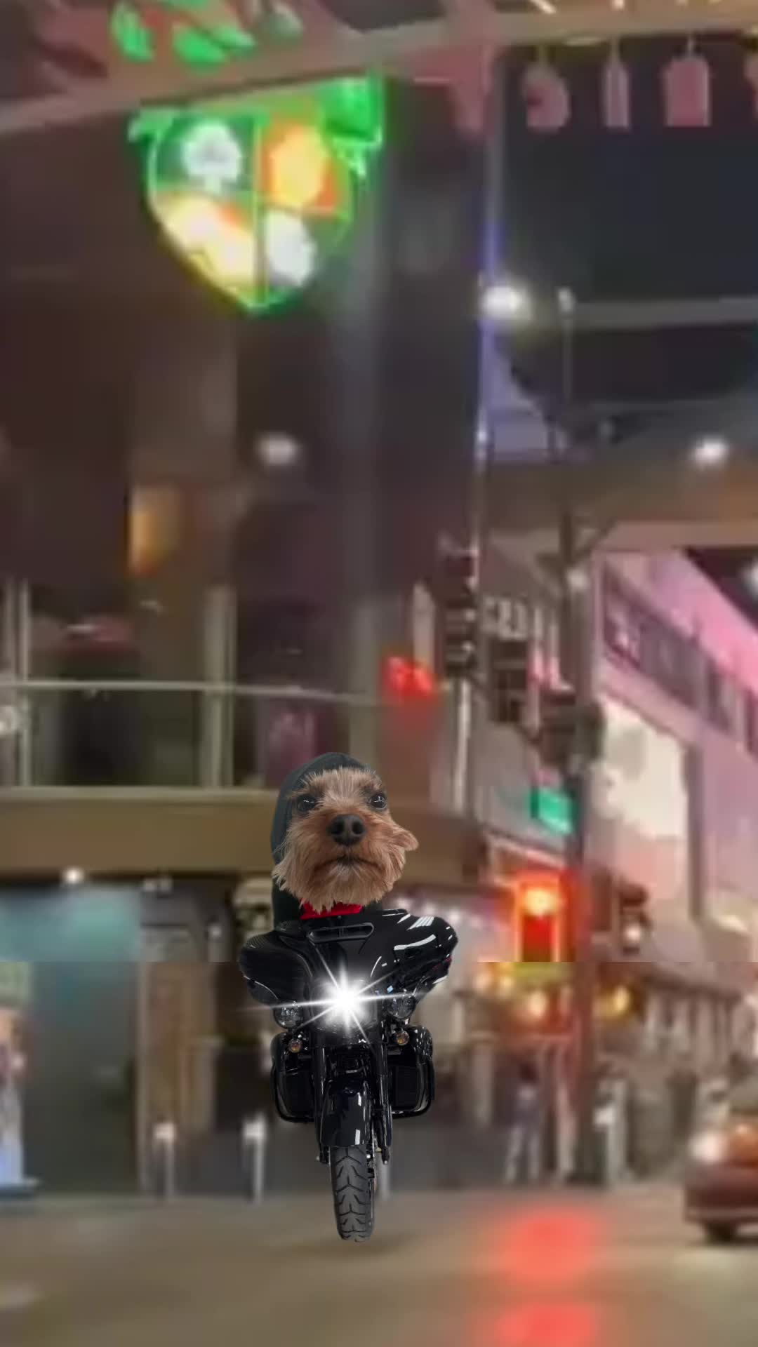 @Tinka the Yorkie