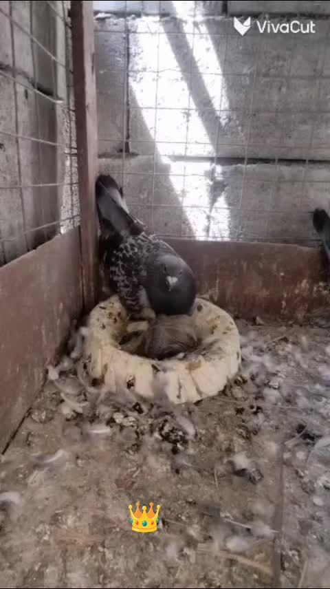 @ملك الزاجل