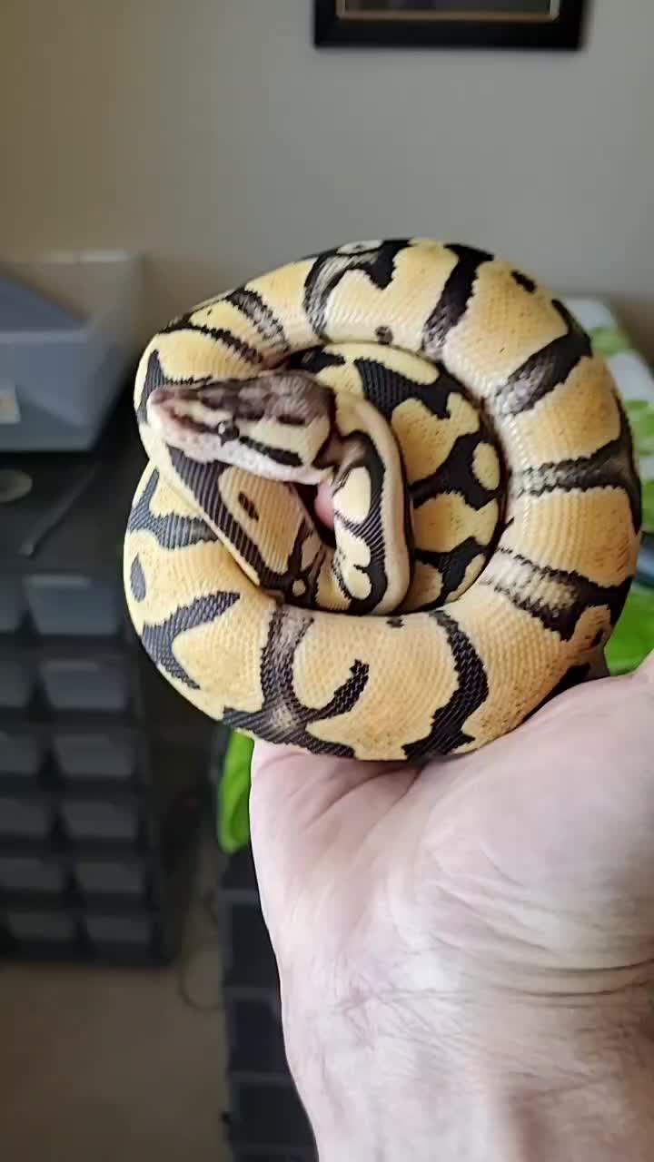 @Rikers Reptiles
