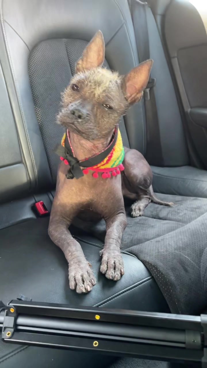 @🐺🐾🇲🇽PiCASSO🇲🇽🐾🐺