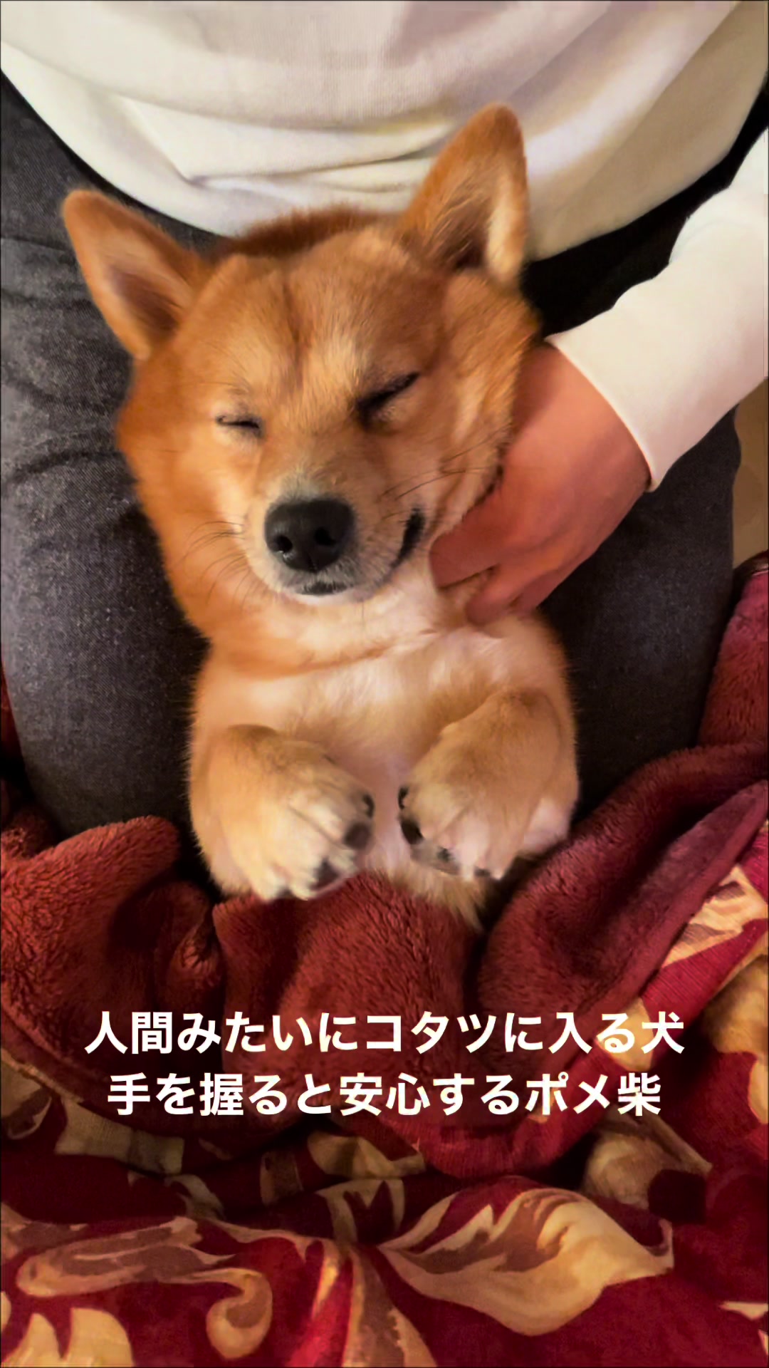 @ポメ柴もなか(もちゃ)୭