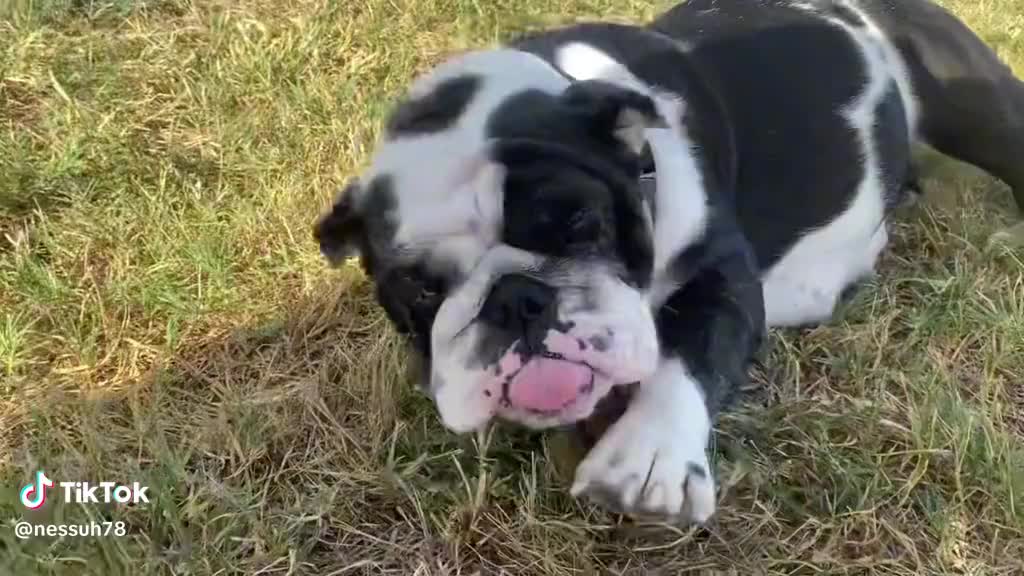 @SATX_BULLDOGZ