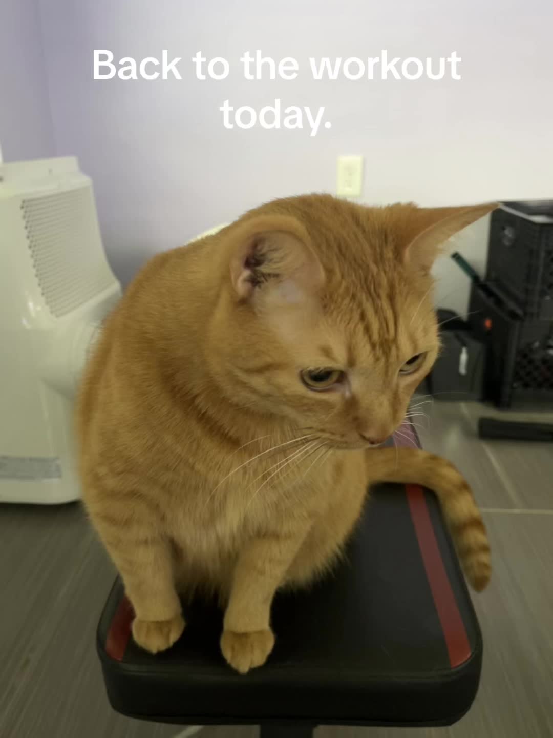 @roxyredcat