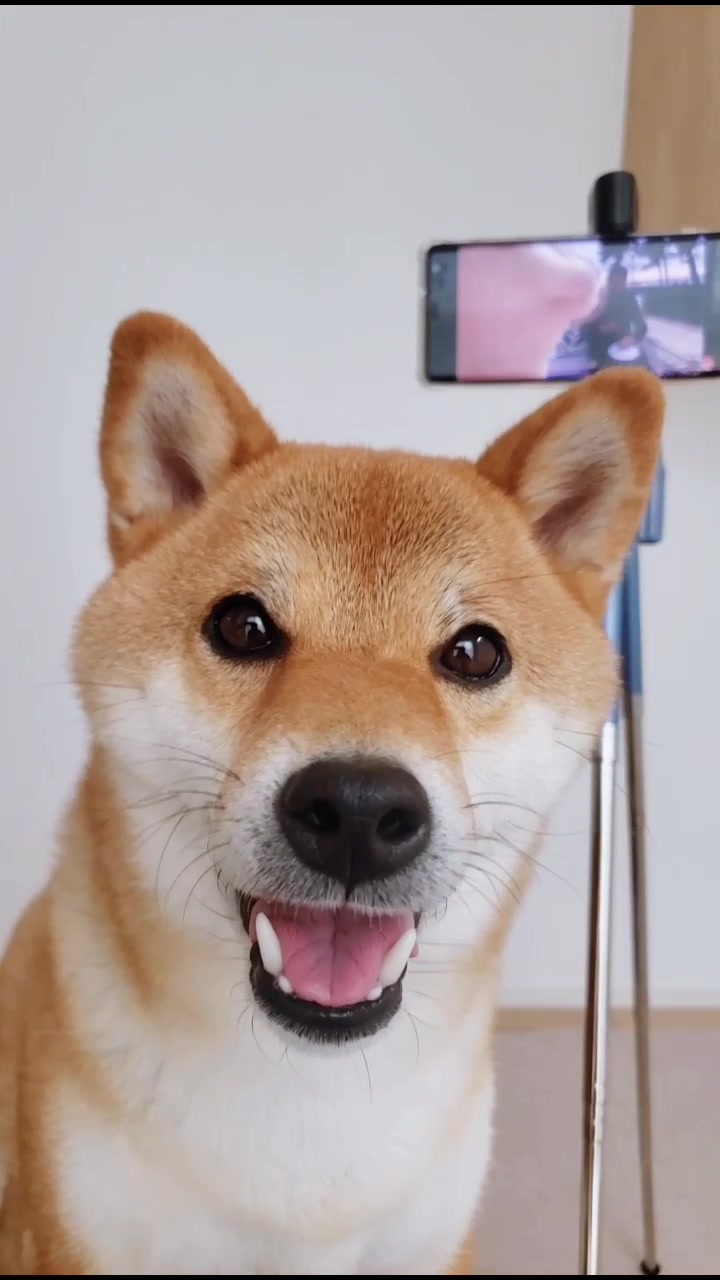 @柴犬コマリ