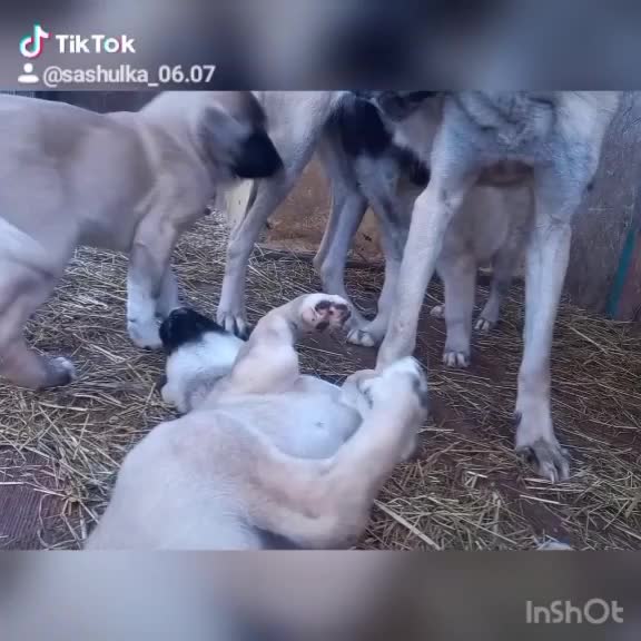 @Сашуля Милашка