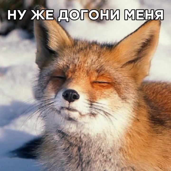 @МРЯВА.COM