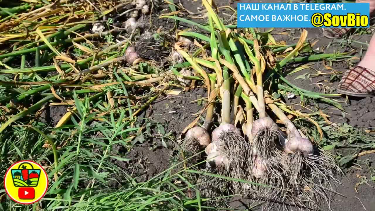 @СОВЕТЫ БИОЛОГА
