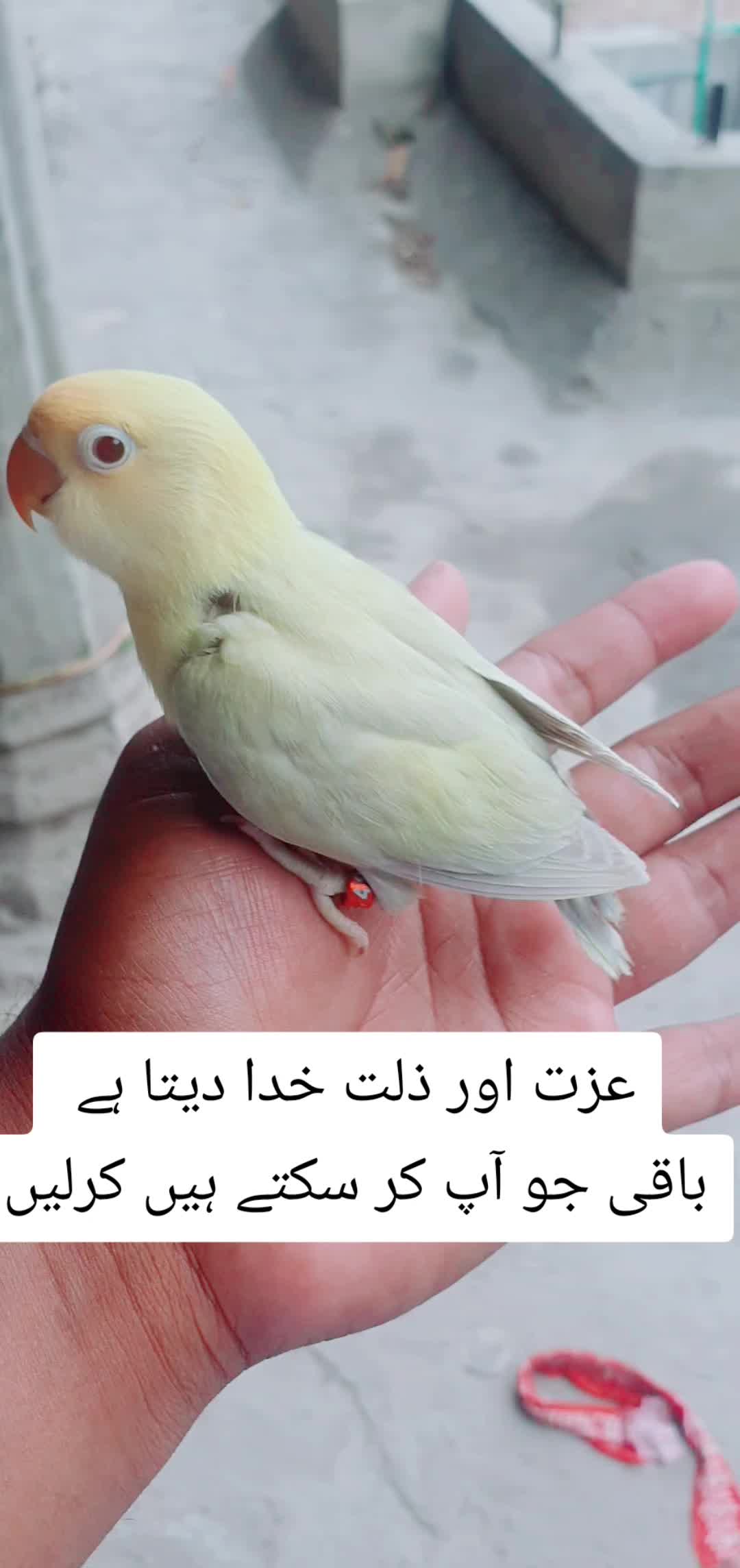 @Mazhar