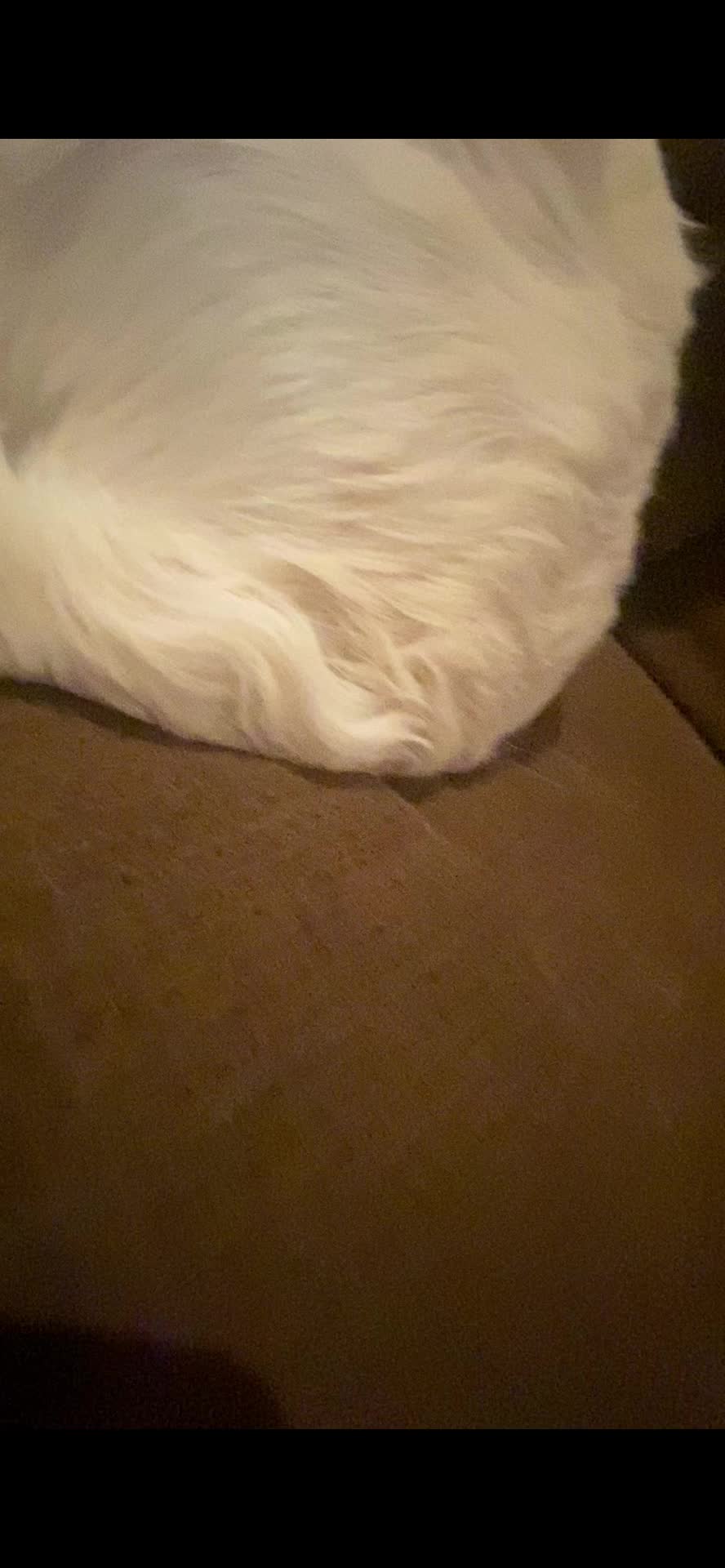 @pierredawg