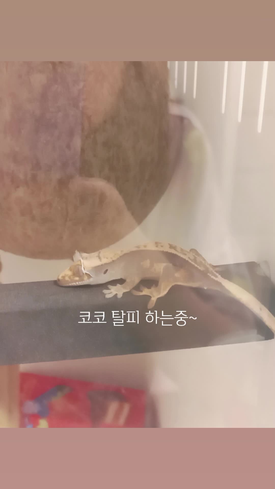 @호랑이서🐯