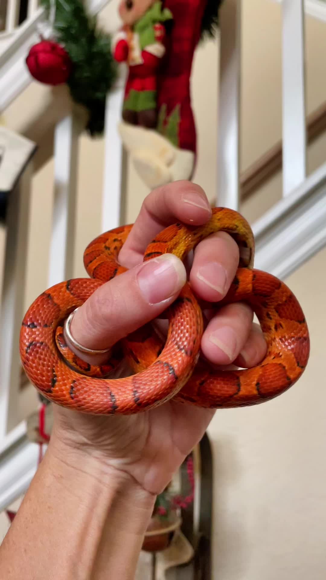 @Houghtling Reptiles