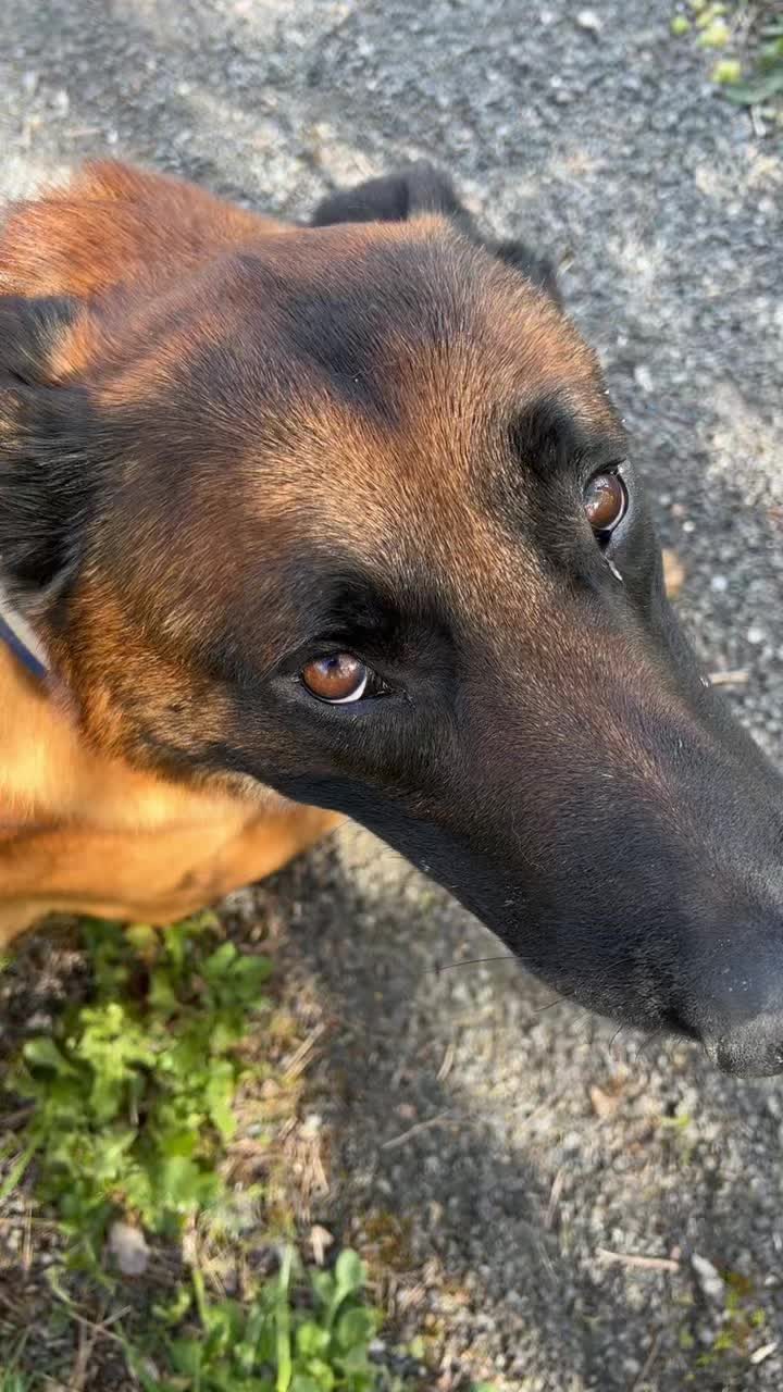 @Rios le malinois 🐕