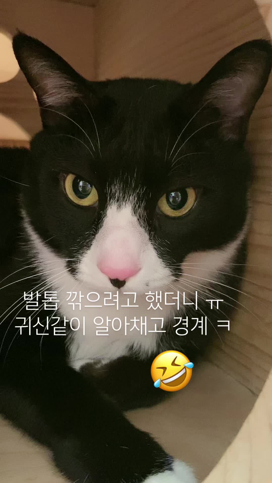 @lifewithkitty