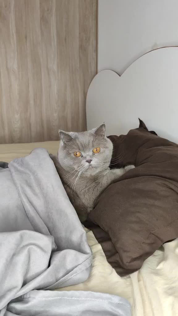 @Кошка Зефирка