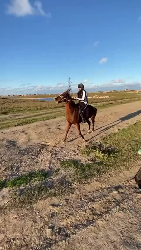 @tarki_horses05