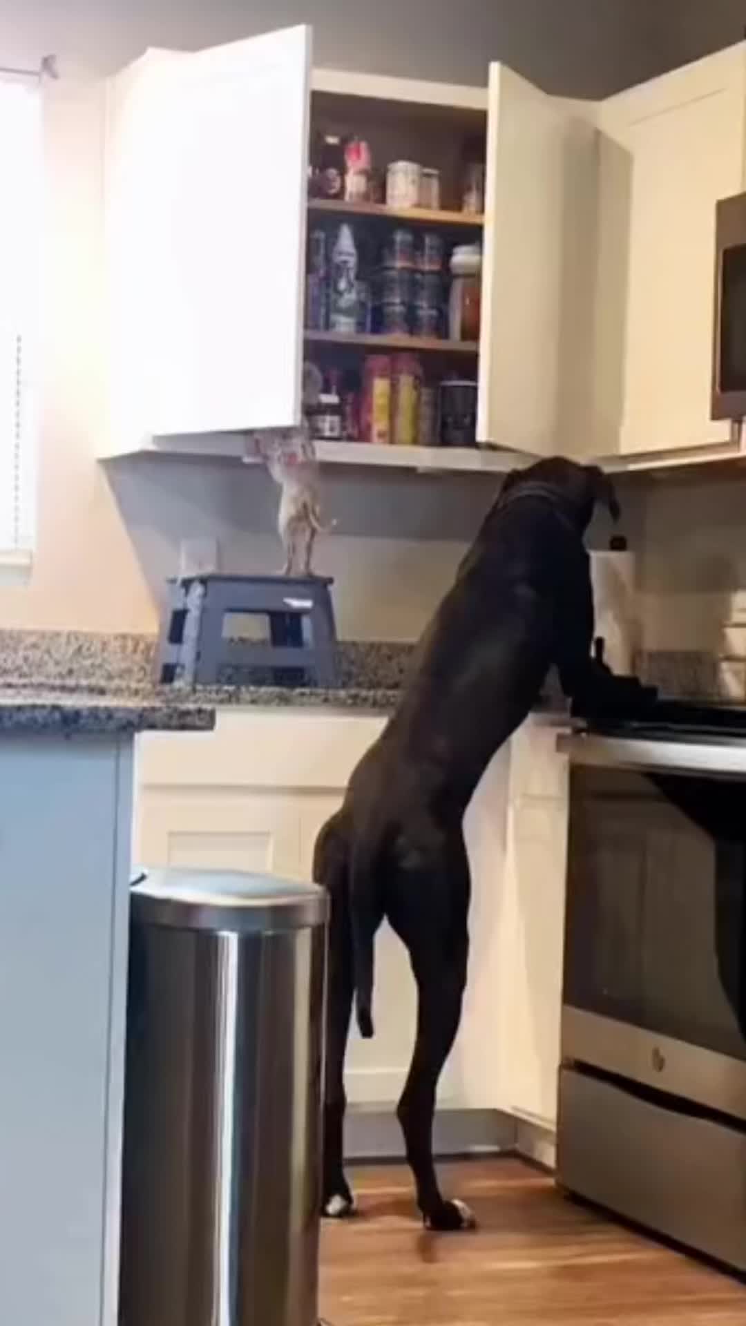 @Dobby_elchihuahua