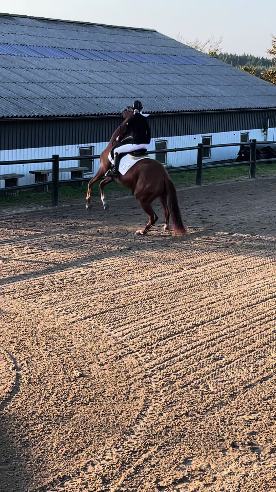 @rask_horses