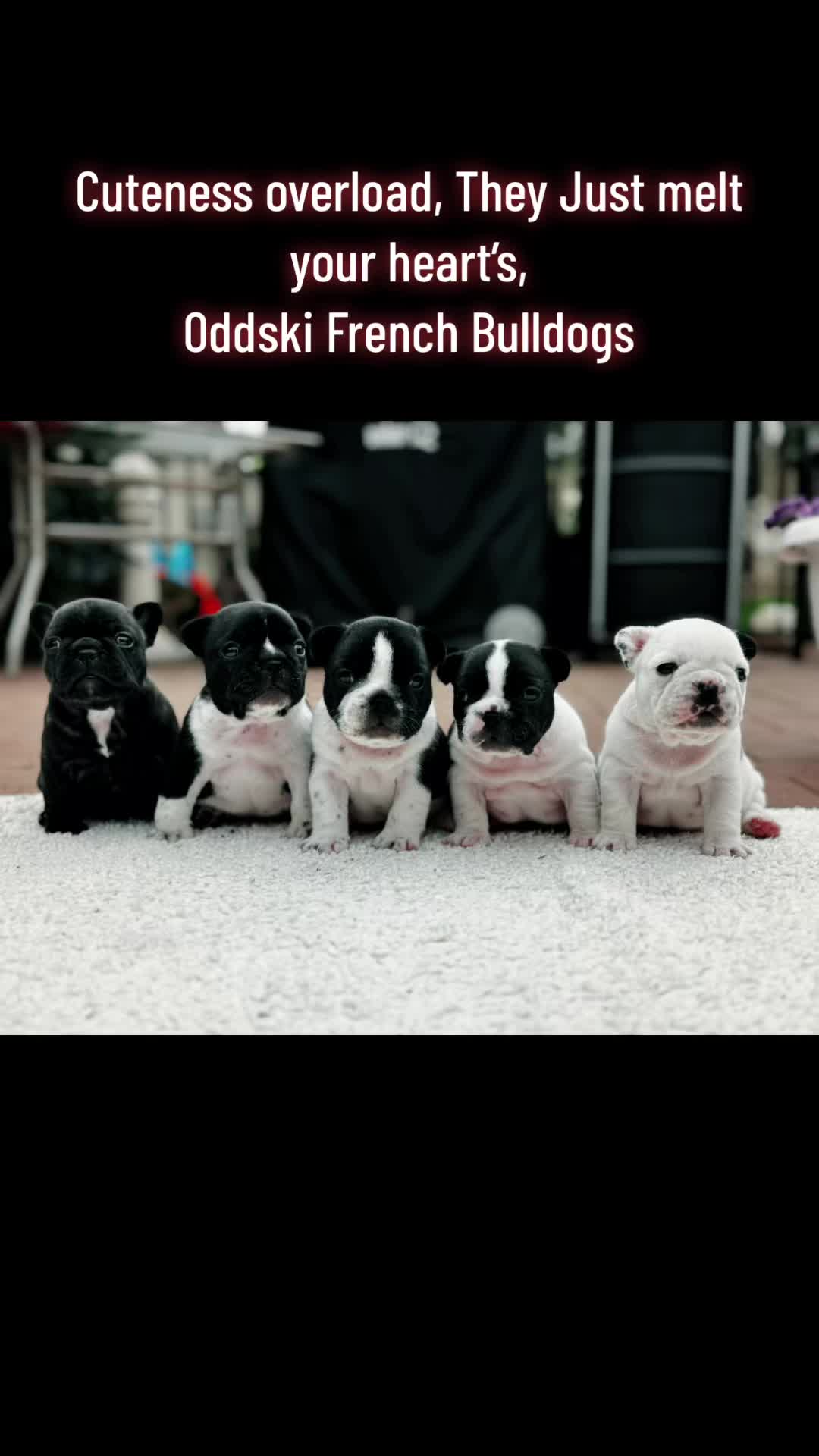 @ODDSKI