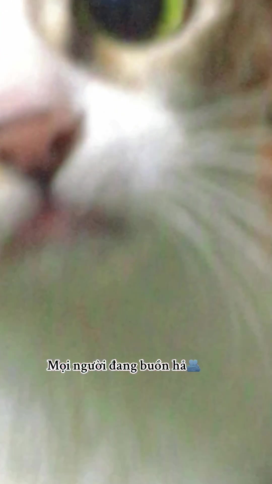 @t là pate🐈