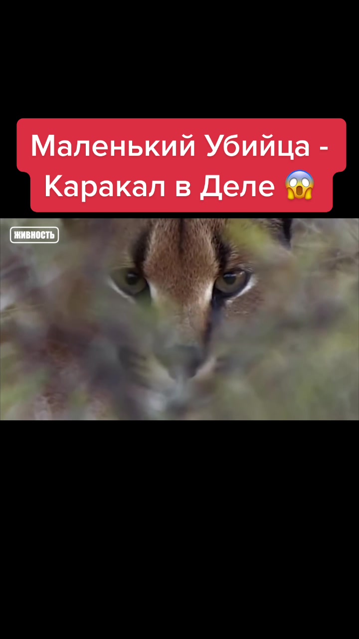 @Живность