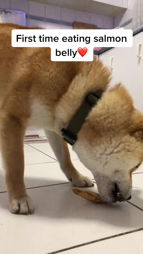 @Mochi.Shogun