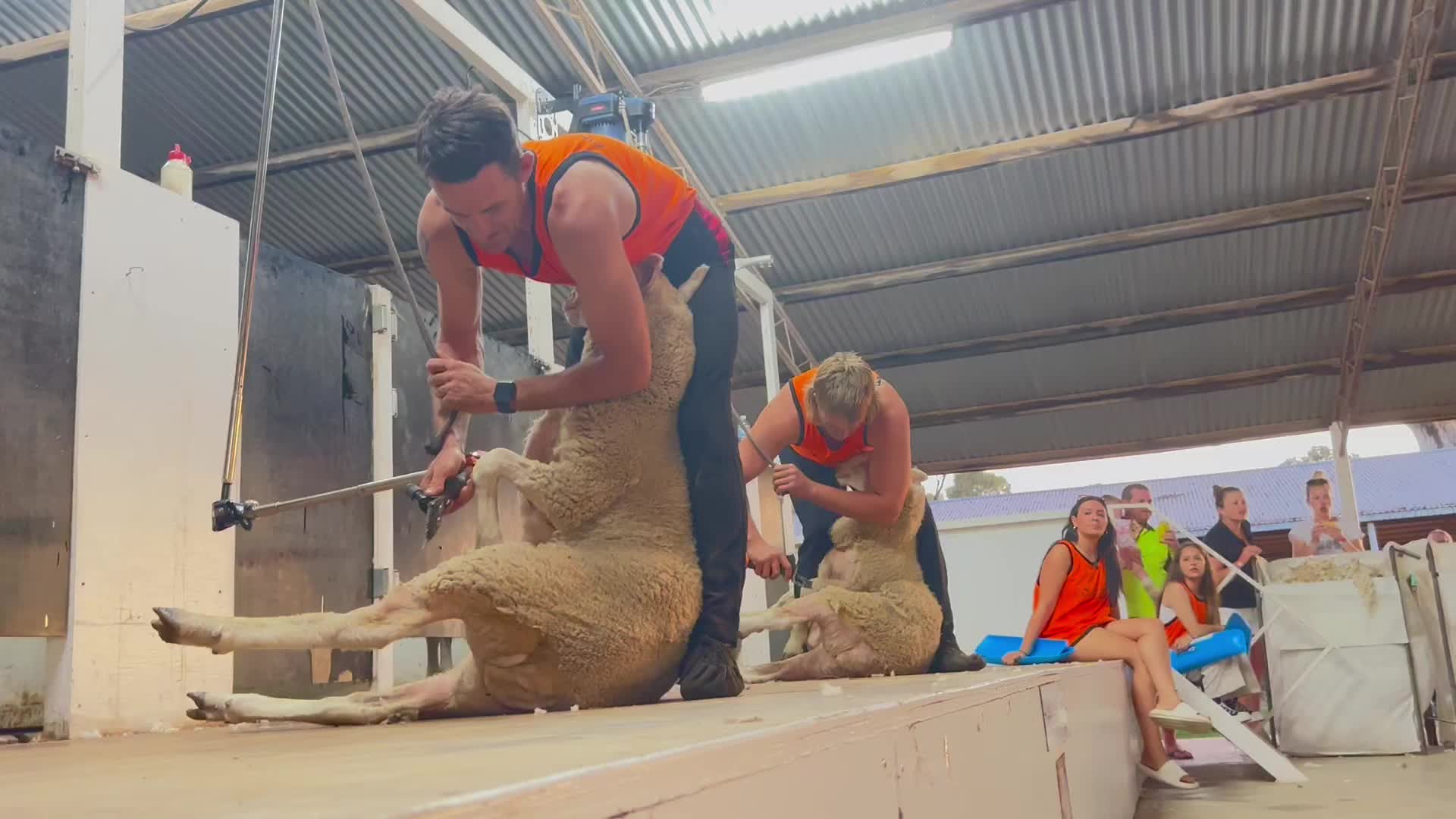 @Only shearing