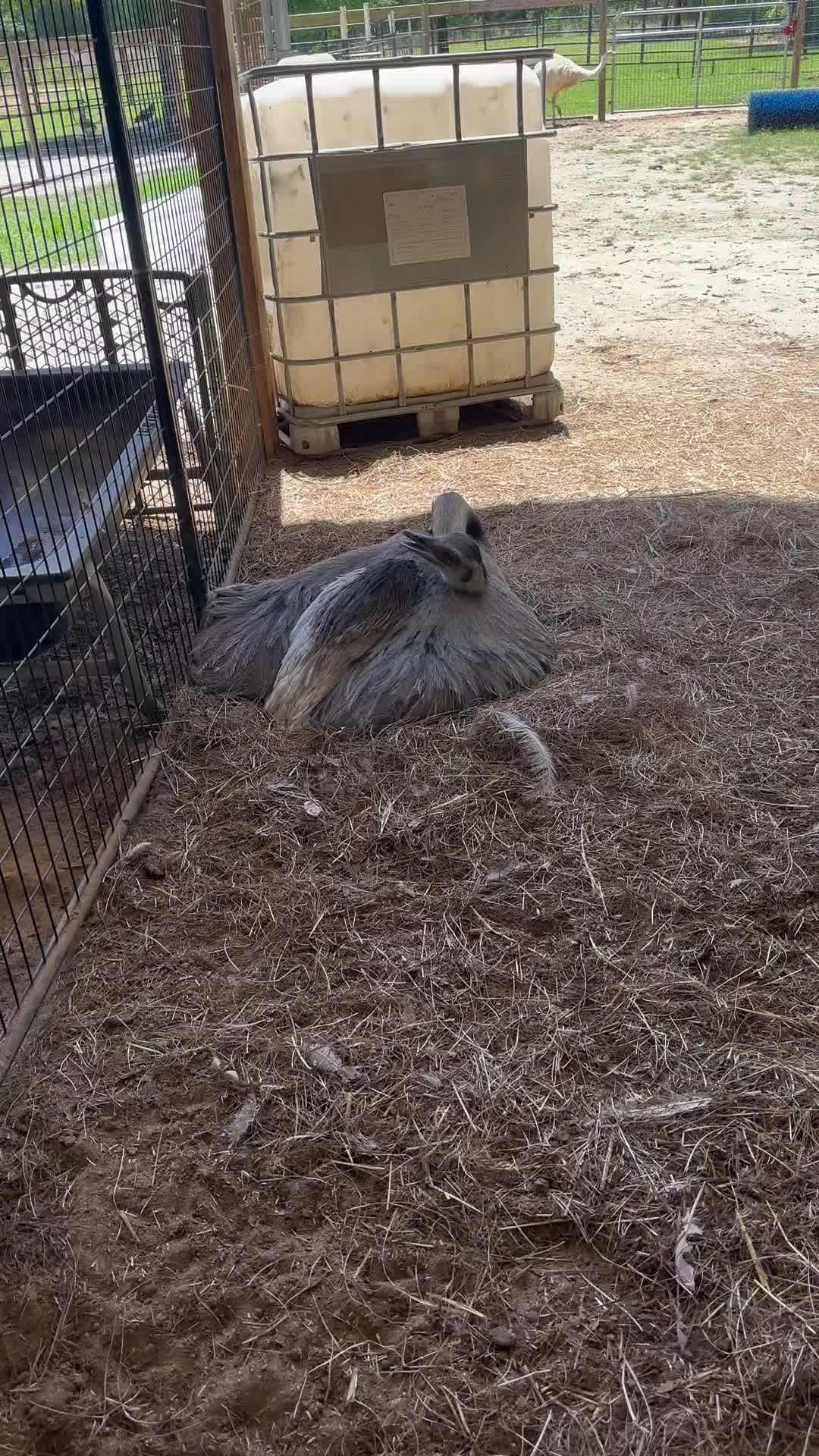 @Spur of the Moment Farms