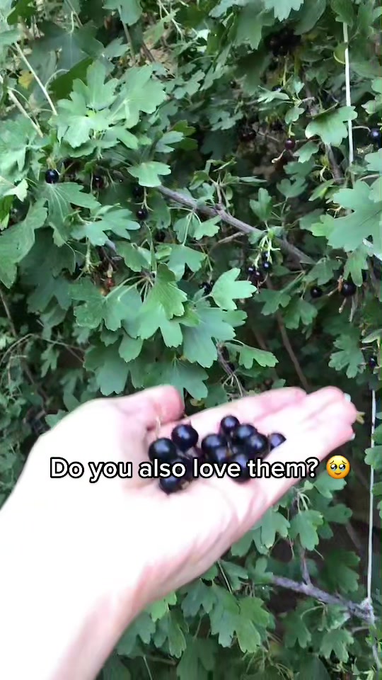 @Azerbaijani🇦🇿Caucasian