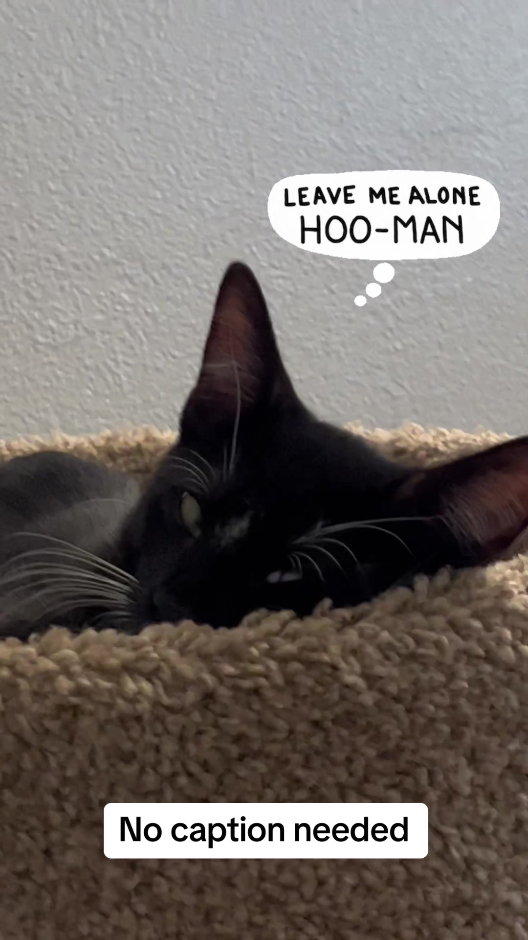@Ryugyu Cat