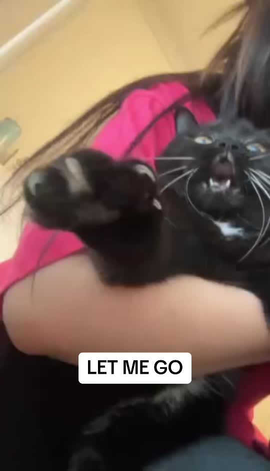 @Lulu Lucifer