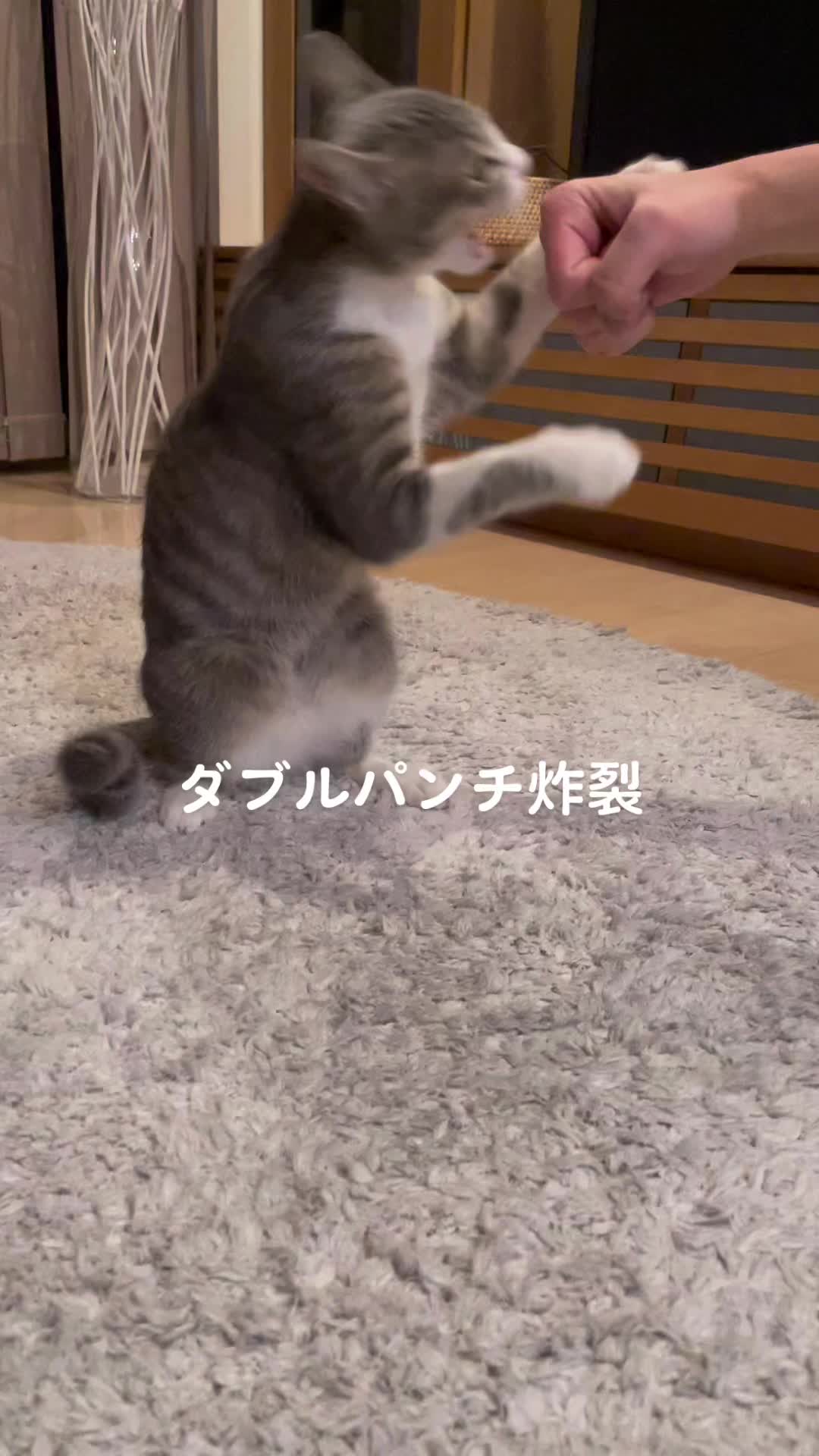 @saekokanehara