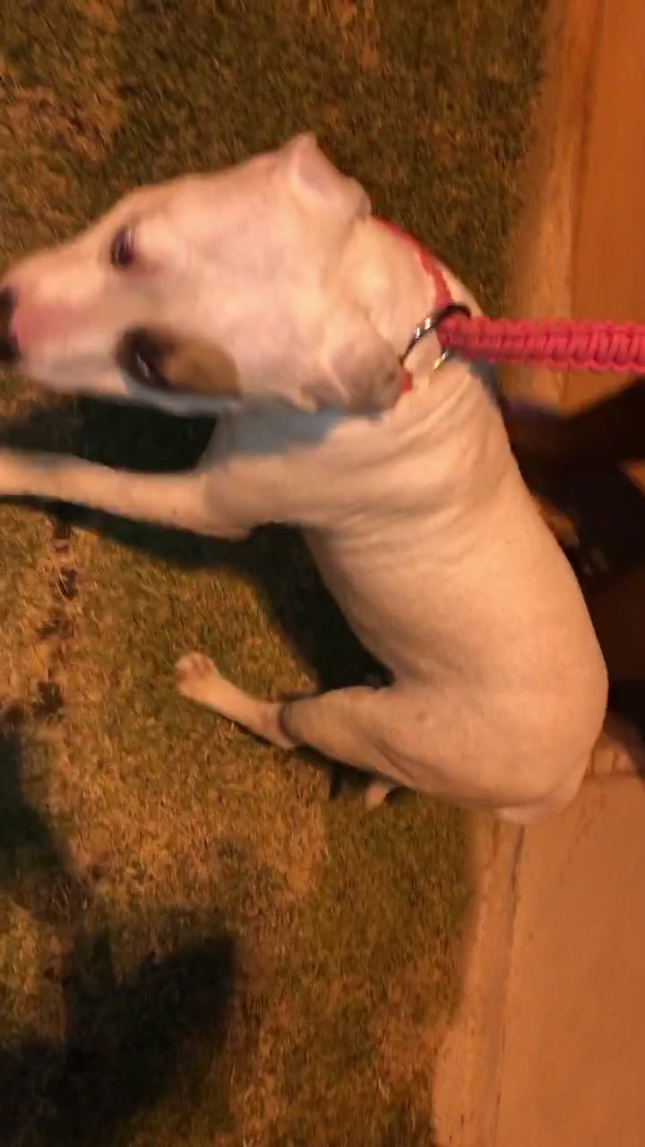 @Bela Pitbull terrier