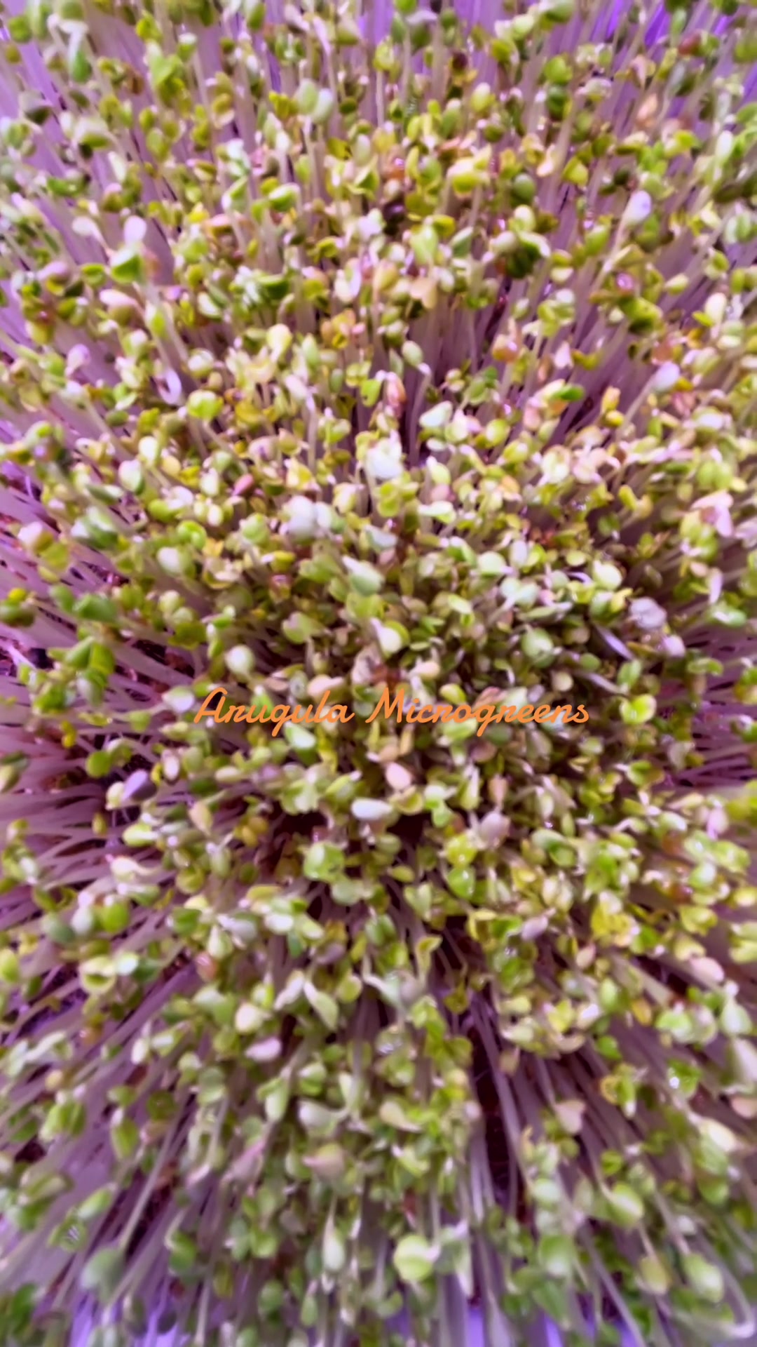 @shorecrestmicrogreens